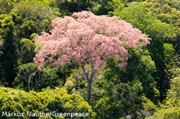 Ein rosa Baum im Regenwald