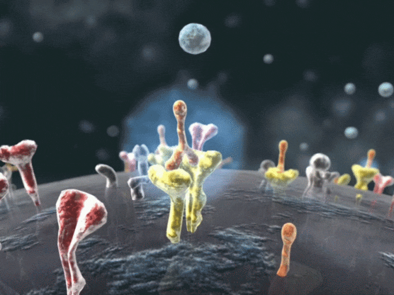 Screenshot aus einer Animation, © Prof. Dr. Axel Ullrich vom Max-Planck-Institut für Biochemie Martinsried