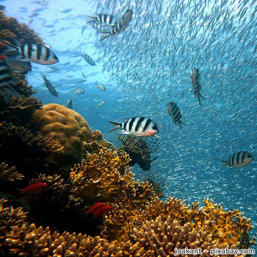 Fische schwimmen vor Korallen