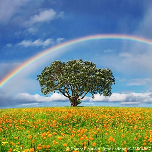 blühende Wiese und Baum, ein Regenbogen im blauen Himmel