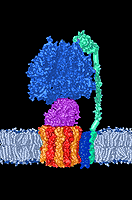 Computerdarstellung der ATP-Synthase, Quelle: Max-Planck-Institut für Biophysikalische Chemie, Göttingen (verändert)