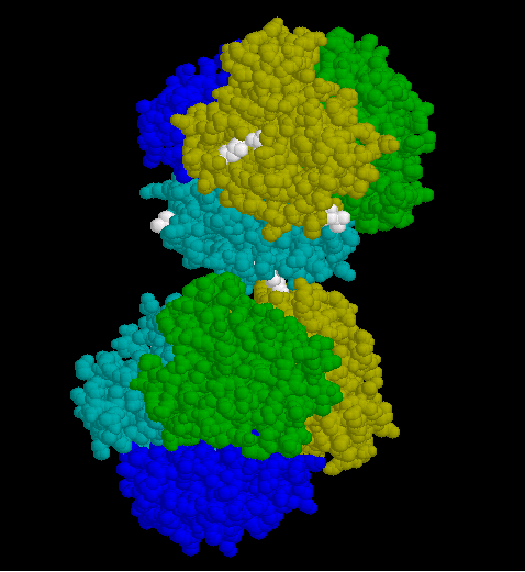 Dimerisierung zweier Sichelzellen-Hämoglobinmoleküle über hydrophobe Wechselwirkungen (Darstellung aus der Lernumgebung von Eric Martz).