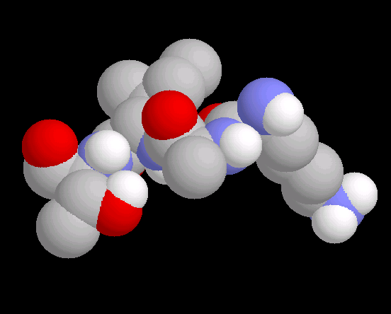 Raumfüllende Darstellung (Kalottenmodell) eines Tetrapeptids aus der Lernumgebung von Eric Martz.