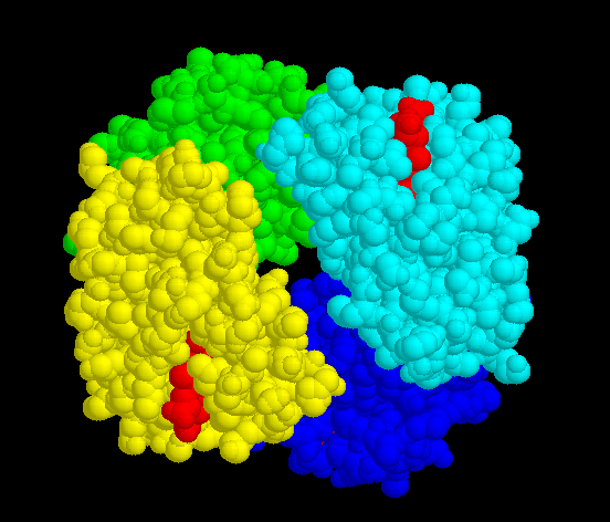 Raumfüllende Quartärstruktur des Hämoglobins (Kalottenmodell) aus der Lernumgebung von Eric Martz.