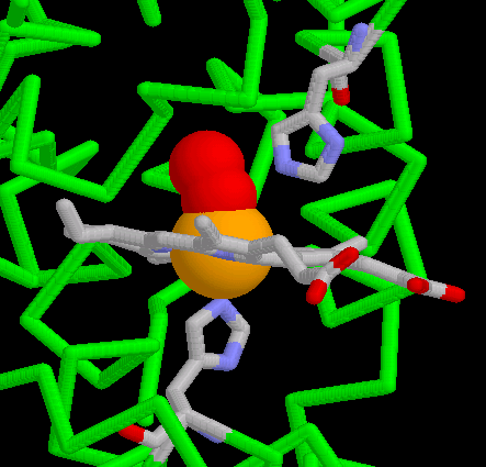 Sauerstoffbindung im Hämoglobin. Die Darstellung aus der Lernumgebung von Eric Martz zeigt deutlich die Position der Seitengruppnen des distalen und proximalen Histidins.