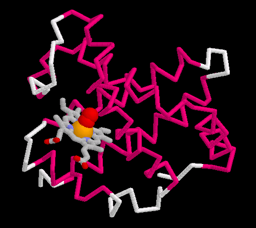 Darstellung der Sekundärstruktur einer Globin-Untereinheit mit oxygeniertem Häm aus der Lernumgebung von Eric Martz.
