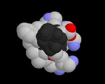 Die Darstellung zeigt den Blick entlang der Achse einer amphiphilen Helix: Alle hydrophilen Atome (Sauerstoff und Stickstoff) befinden sich im rechten Bereich (Darstellung aus der Lernumgebung von Eric Martz).
