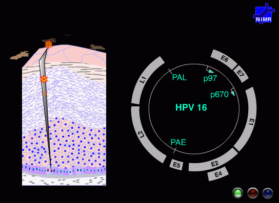 Screenshot aus einer Animation von Dr. John Doorbar vom National Institute for Medical Research (London)