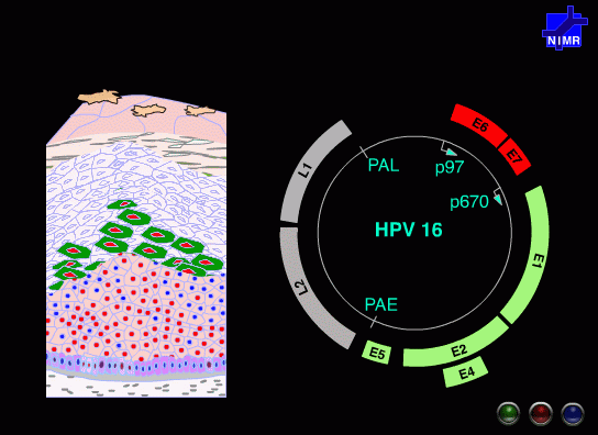 Screenshot aus einer Animation von Dr. John Doorbar vom National Institute for Medical Research (London)