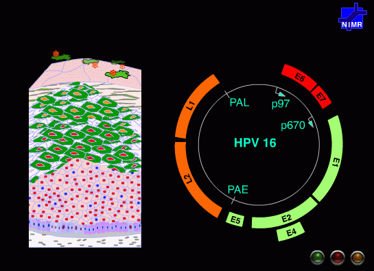 Screenshot aus einer Animation von Dr. John Doorbar vom National Institute for Medical Research (London)