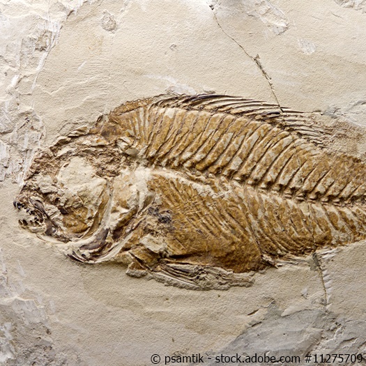 Fisch Fossil