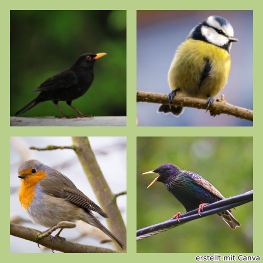 Collage: eine Amsel, eine Meise, ein Rotkehlchen und ein Star