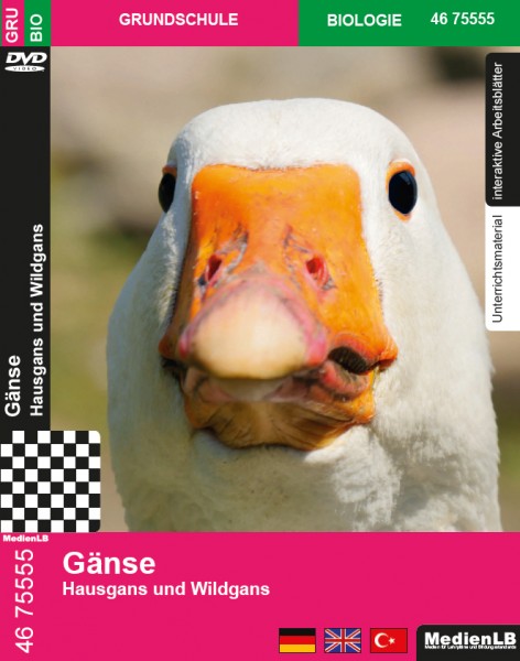 Gänse - Hausgans und Wildgans: DVD mit Unterrichts- und Begleitmaterial