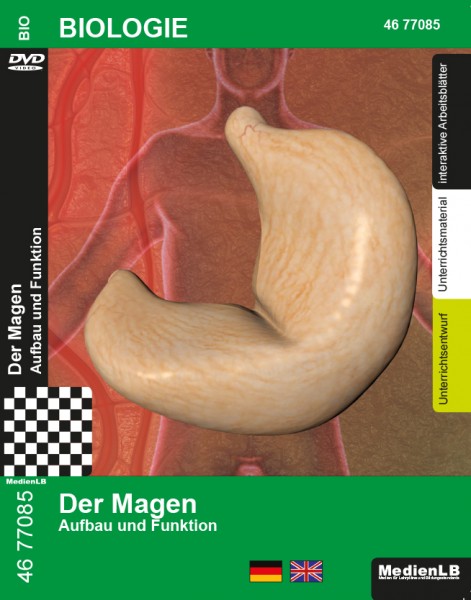 Der Magen - Aufbau und Funktion