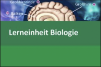 Interaktive Lerneinheit Biologie 9 – Das Gehirn