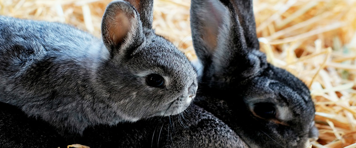 Hase und Kaninchen - Gemeinsamkeiten und Unterschiede: DVD mit Unterrichts- und Begleitmaterial