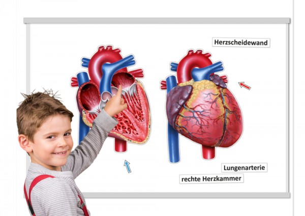 Das Herz innen / außen, magnetisch, 26-tlg. Projektarbeit