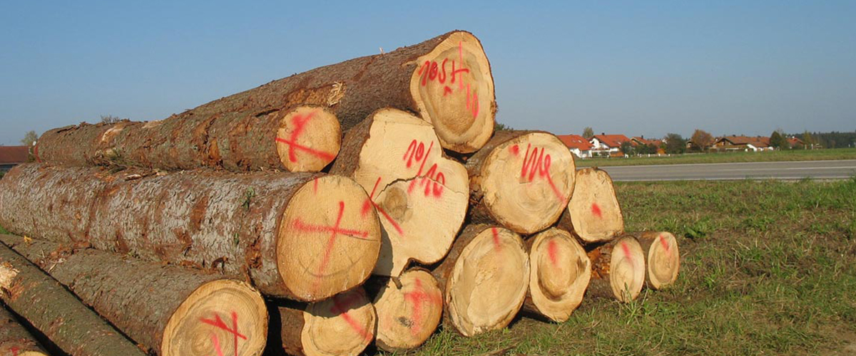 Holz/ Papier/ Recycling - Umwelterziehung: DVD mit Unterrichts- und Begleitmaterial