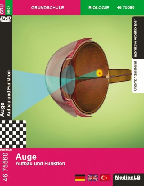 Auge - Aufbau und Funktion