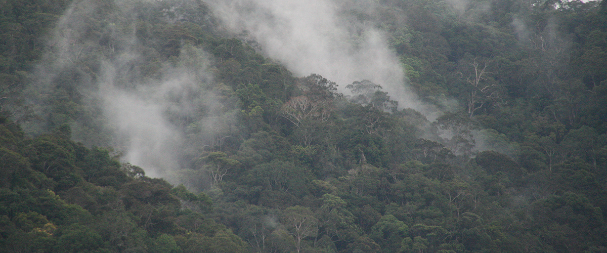 Der gefährdete Regenwald - Klima- und Artenschutz: DVD mit interaktiven Arbeitsblättern