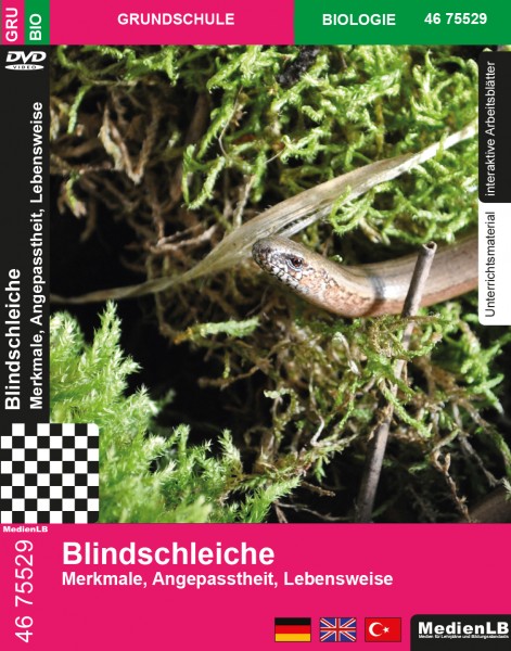 Blindschleiche - Merkmale, Angepasstheit, Lebensweise